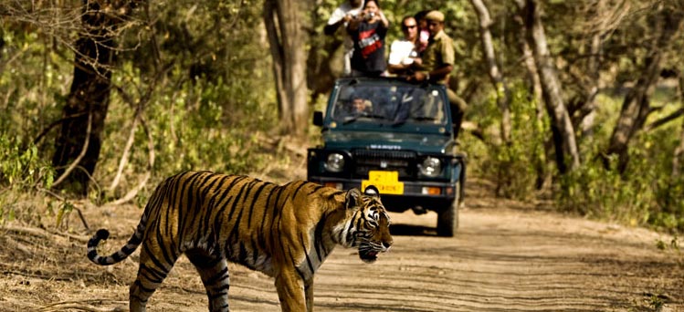 CHATTISGARH : नए स्वरूप में खिला बारनावापारा अभ्यारण्य…. बहुतायत संख्या में हैं वन्यजीव… अब इस दिन खुलेगा अभ्यारण्य… यहां घूमने का मौका बिल्कुल ना गंवाये… जाने पुरी विशेषताएं..। चमन बहार