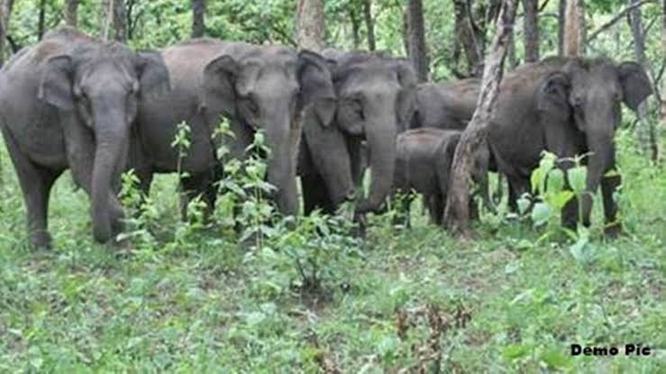 कोरबा : 38 हाथियों का झुंड पहुंचा कुदमुरा रेंज….वन अमले ने किया ग्रामीणों को अलर्ट… पढ़ें…। चमन बहार